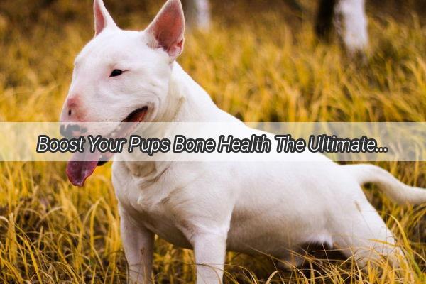 Boost Your Pups Bone Health The Ultimate Guide to Eggshell Calcium for Dogs